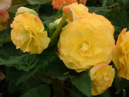 B. ‘Alice Gold’